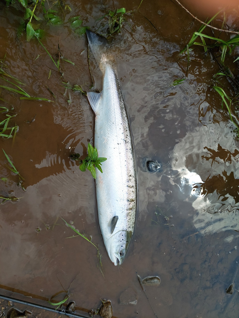 Wyesham 14.5 pounds
